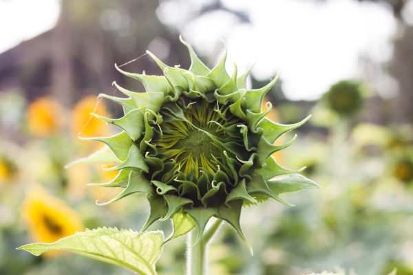 beautiful sunflower with natural background