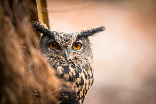 closeup of a eurasian eagle owl