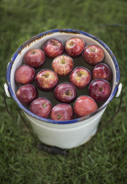 apples in bucket with water in