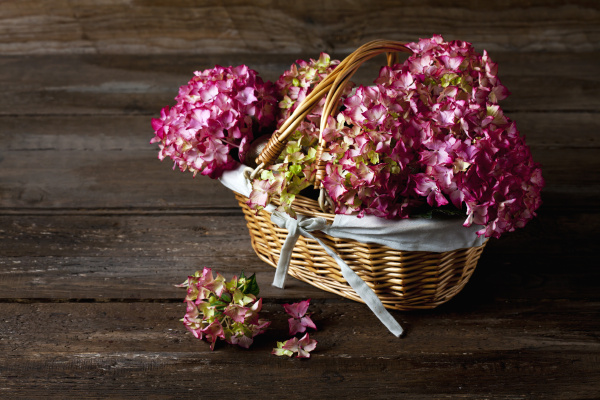 pink hortensia hydrangea in basket