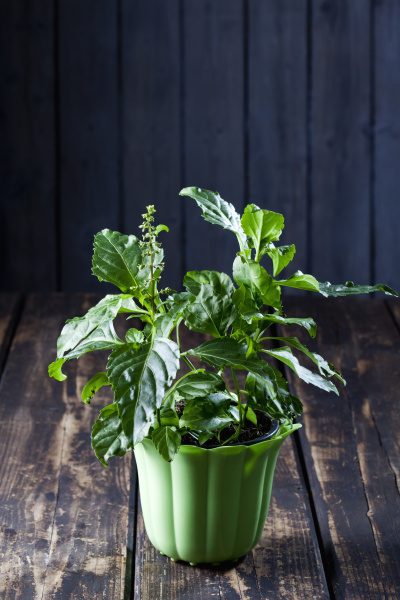 Flowerpot Of Green Pepper Basil - Royalty Free Photo #17380700 