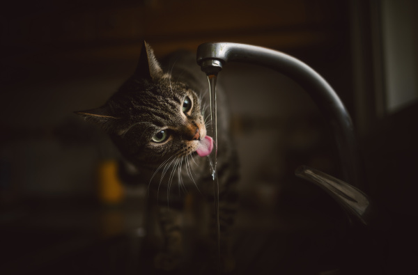 portrait of tabby cat drinking water