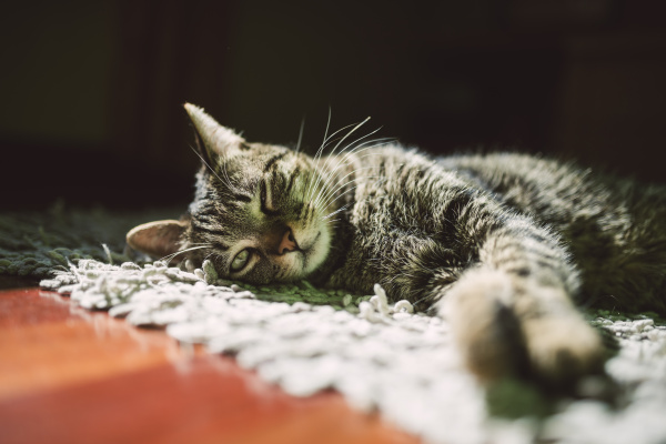 portrait of tabby cat relaxing on