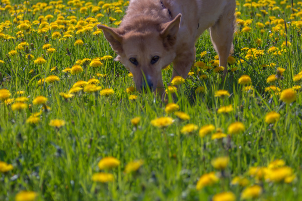 dog walking through dandelions field