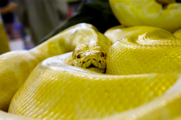 Albino Burmese python - Royalty free photo #17838032 | PantherMedia