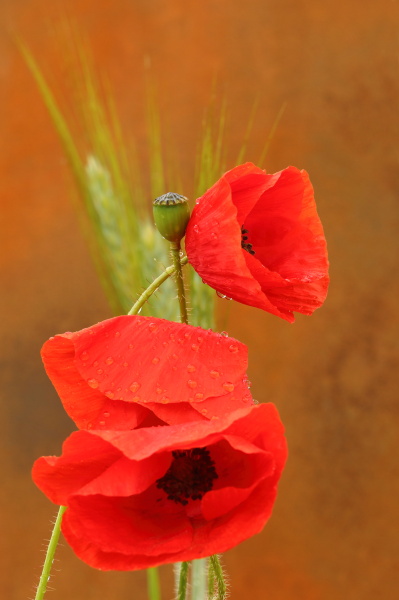 poppy after the rain