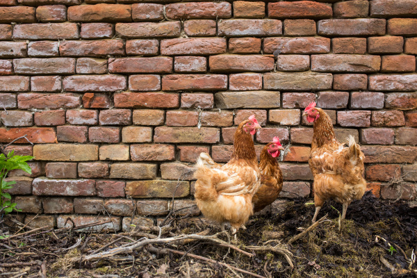 hens in a farmyard gallus