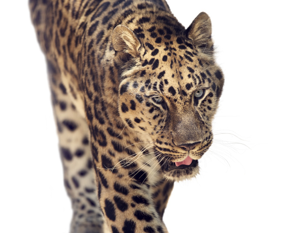 portrait of leopard