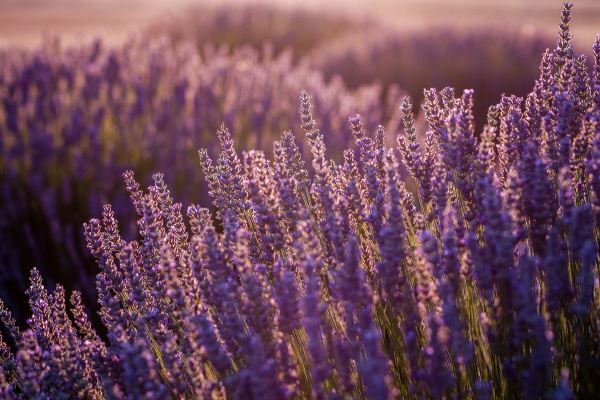 sunset over violet lavender field in