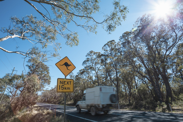 kangaroo warning roadsign new south