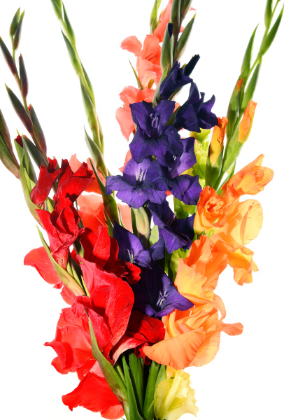 composition with bouquet of gladiolus flowers