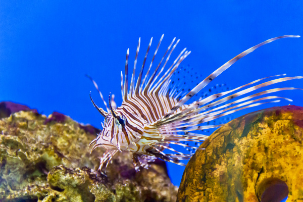 pterois volitans in blue water