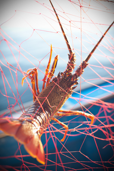 lobster caught in fishing net