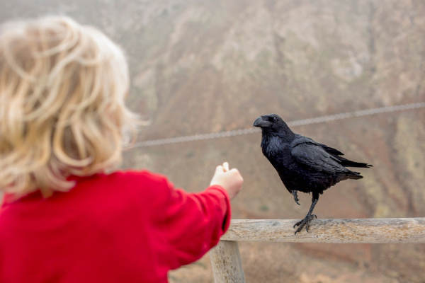 boy feeding crow on fence