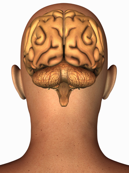 anatomical illustration of the human brain