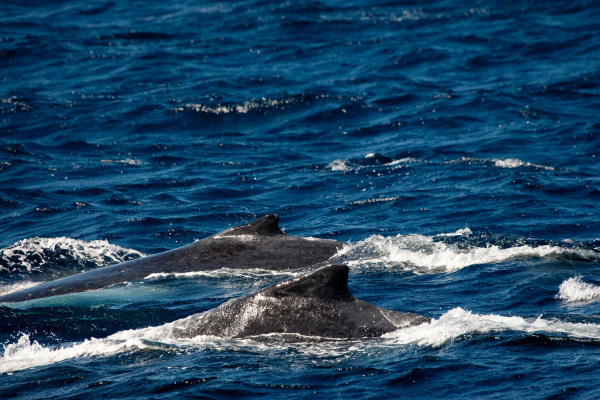 Behavior of Humpback whales - Stock image #18639874 | PantherMedia ...