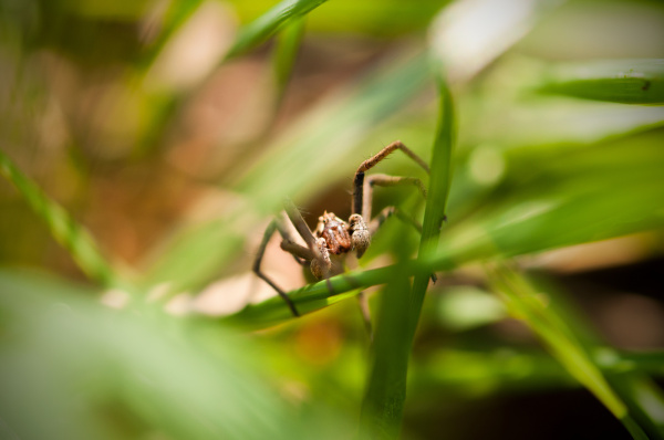 spider hiding in grass