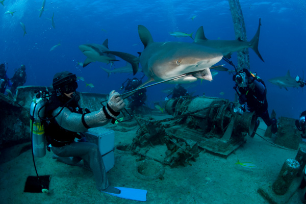 shark feeding dive