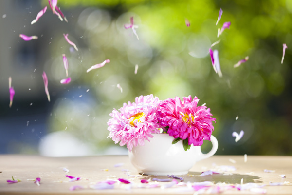beautiful pink aster flowers and falling