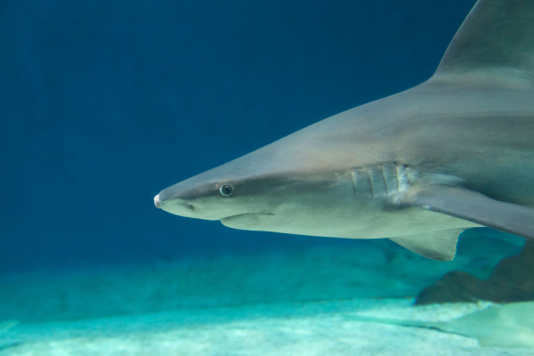 dangerous shark underwater cuba caribbean sea