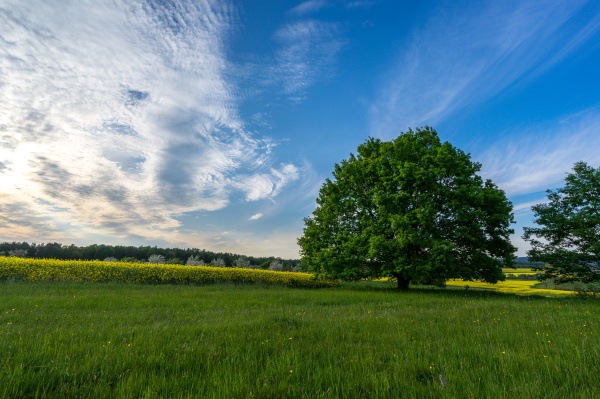 flower meadow trees oak field grass