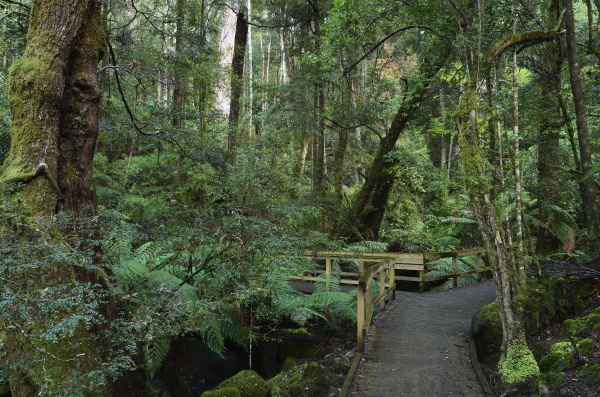 walkway through temperate rainforest mount