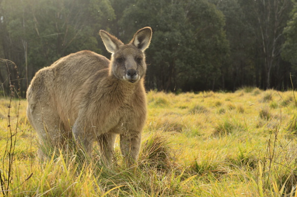 eastern grey kangaroo geehi