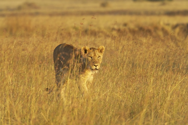 lioness panthera leo walking