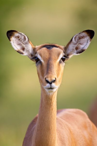 female impala aepyceros melampus