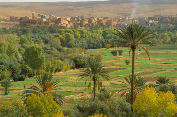 view over cultivated fields and palms
