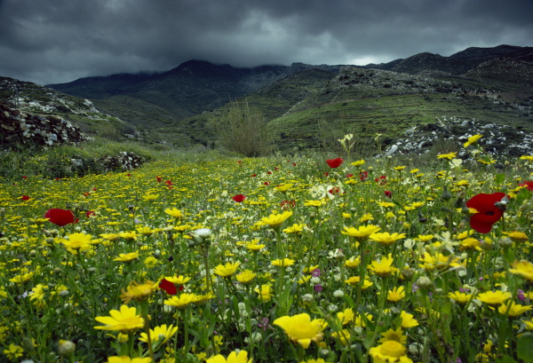 spring wild flowers with hills in