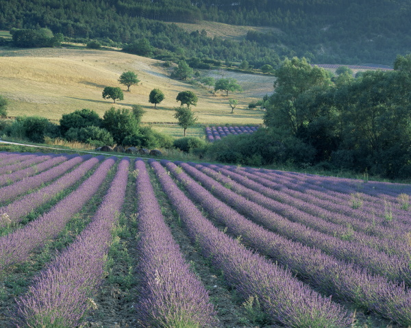 lavender field near ferrassieres drome