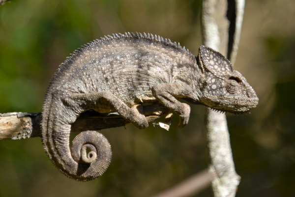 madagascar giant chameleon furcifer verrucosus