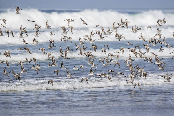 a flock of migrating sanderlings