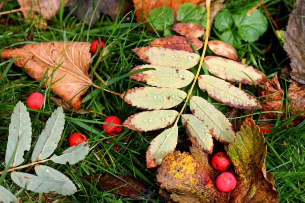 autumn leaves and rowan berries with