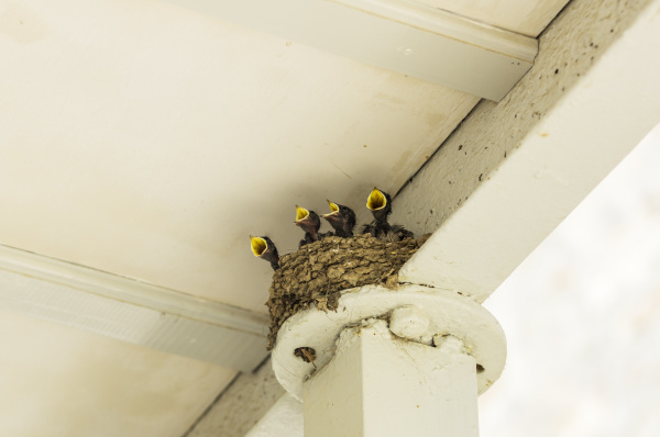 four hungry young swallows in nest