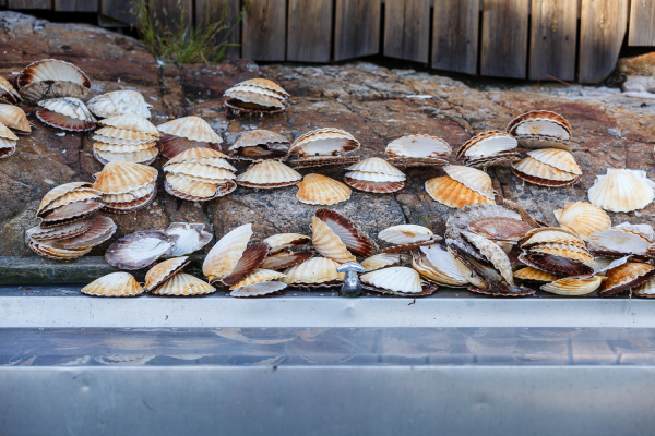 many scallop shells lying near sink