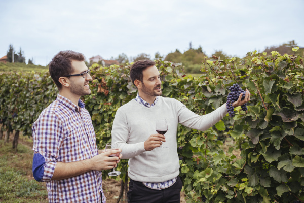 two men in a vineyard checking