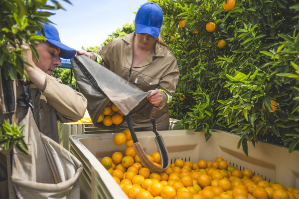 farm workers on plantation plucking oranges