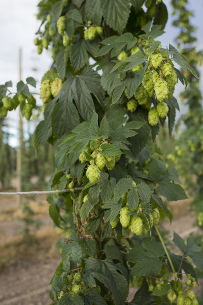commercial hop farm growing hops in