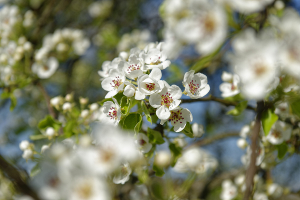blossoming cherrry tree close up