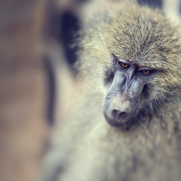 baboon tarangire national park