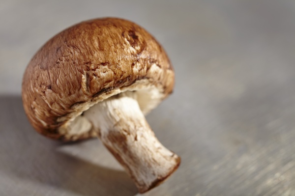 a brown mushroom close up
