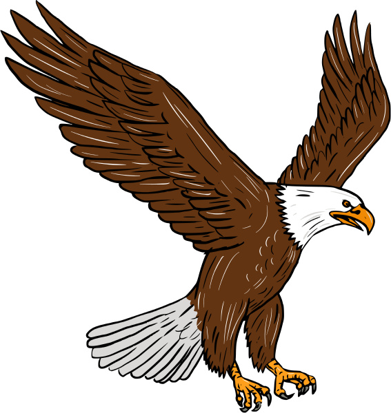 bald eagle flying drawing