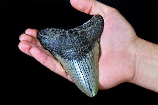 megalodon shark tooth around 45 million