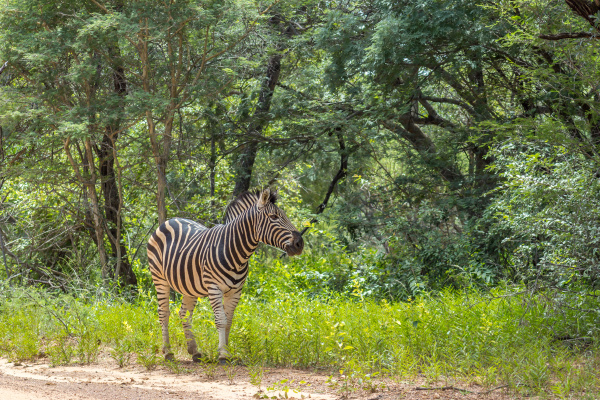 burchells zebra equus quagga