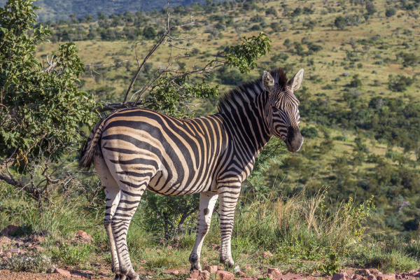 burchells zebra equus quagga