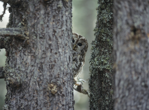owl peeking from behind tree