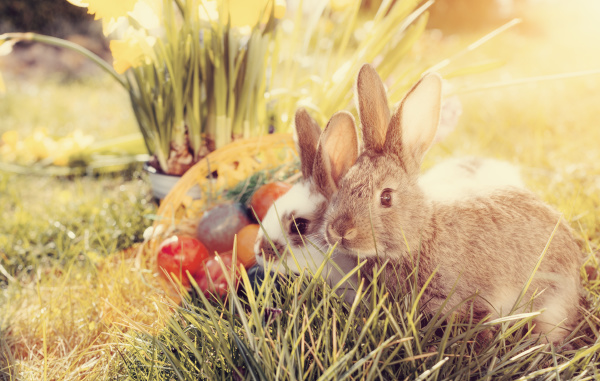 easter bunnies with easter eggs at