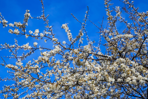 white cherry blossoms on blue sky